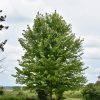 Autumn Blaze Maple #7 - Image 2